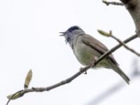 Mönchsgrasmücke Männchen